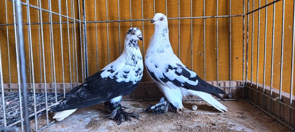 Gołębie z lotu Berliny na białym ogonie kosmate. Widyny