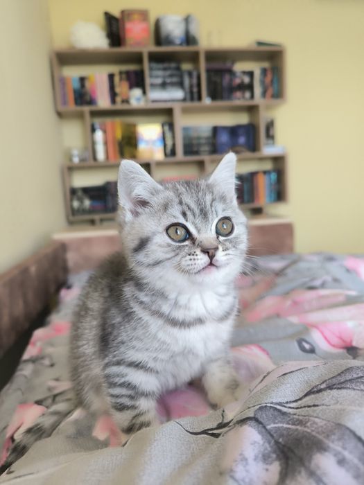 Шотландські кошенята