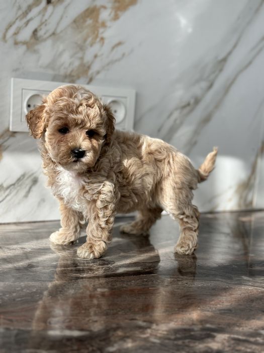 Мальтіпу дівчинка з білими плямами унікальний колір