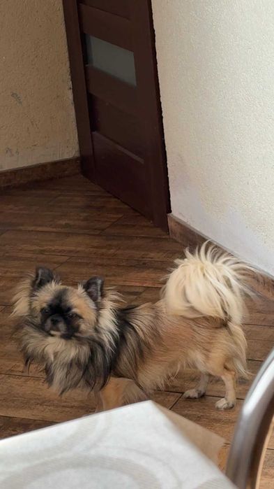 Chihuahua zkwp fci
