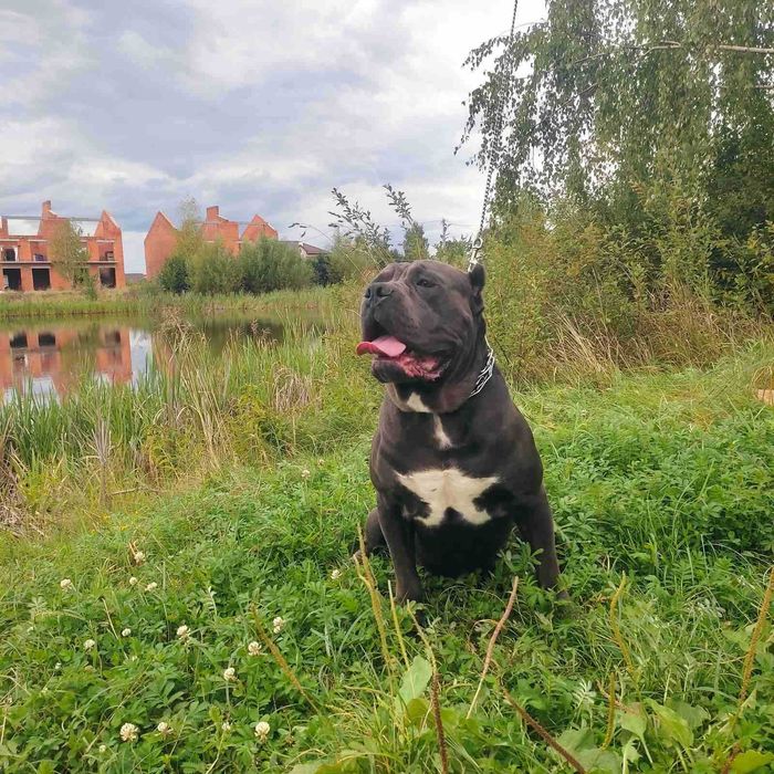 В'язка хлопчик кане-корсо