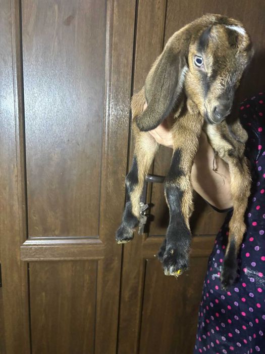 Англо Нубийские козлята .