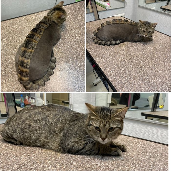 Грумінг стрижка вичісування котів