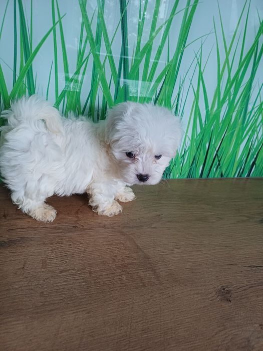 Maltanczyk mały słodziak