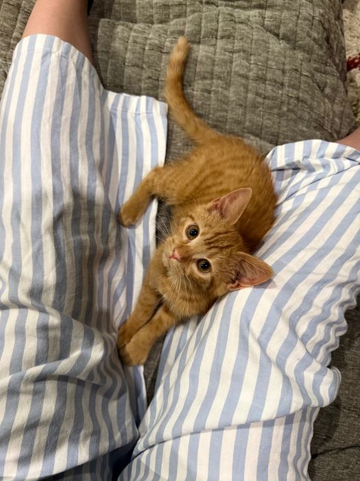 Котики шукають родину