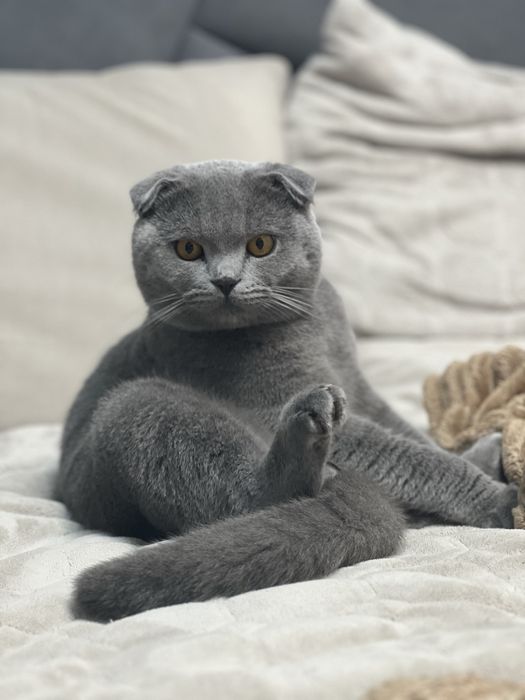Вязка Шотландець висловухий