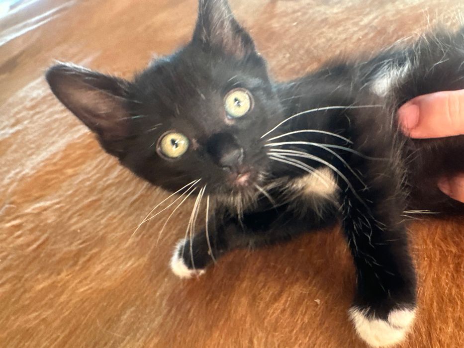 Gatinhas para adoção.