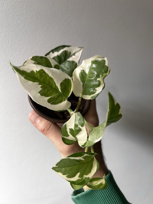 Epipremnum njoy variegata