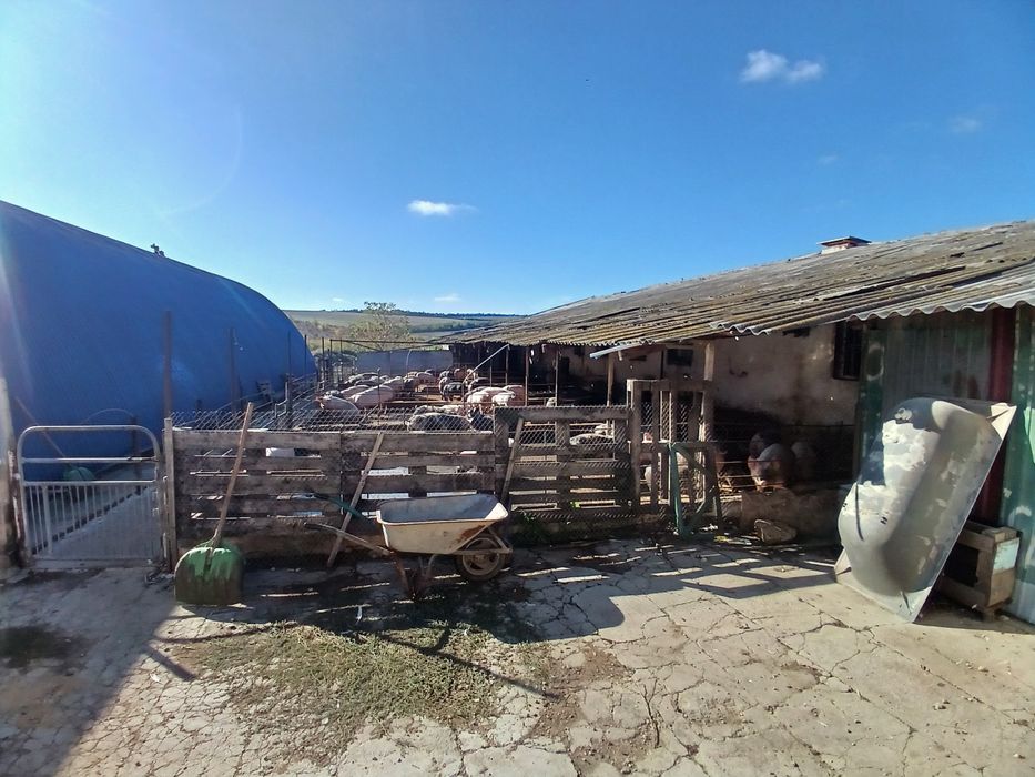 Свині живою вагою 95 грн/кг.