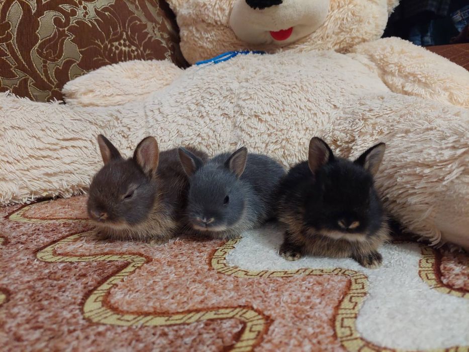 Декративний нідерландський  міні кролик