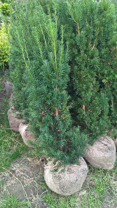 Cis,Cisy Hicksii Gotowy Żywopłot