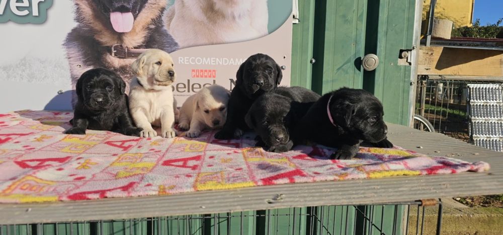 labrador retriever de alta qualidade