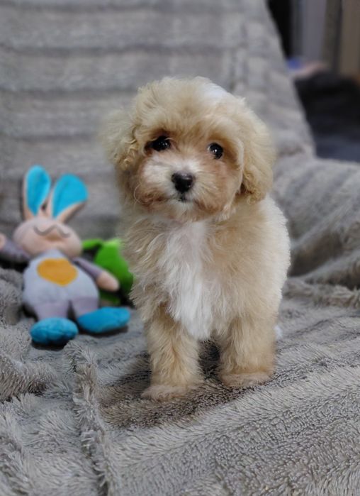 Мальтіпу ф1 малюки