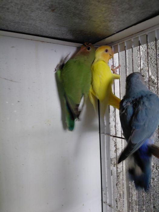 Lote Agapornis Roseicollis
