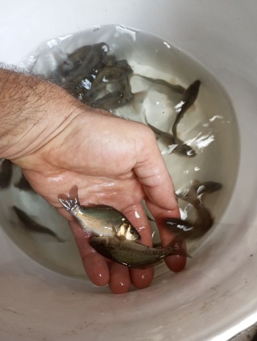 Karp narybek zarybieniowy