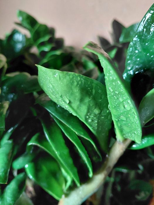 Zamioculcas zenzi, zamiokulkas 40-50cm WYSYŁKA