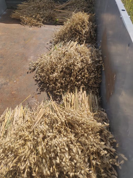 Овёс без химии собранный в ручную. Самое то для здорового образа жизни