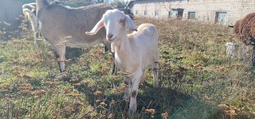 Продам Вівці асканійські.
