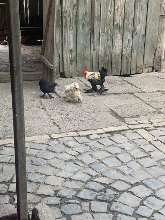 Кури лилипути бентамки