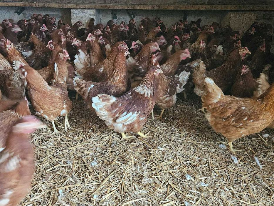 Kurki nioski Tetra brązowa  z jajkiem dostawa