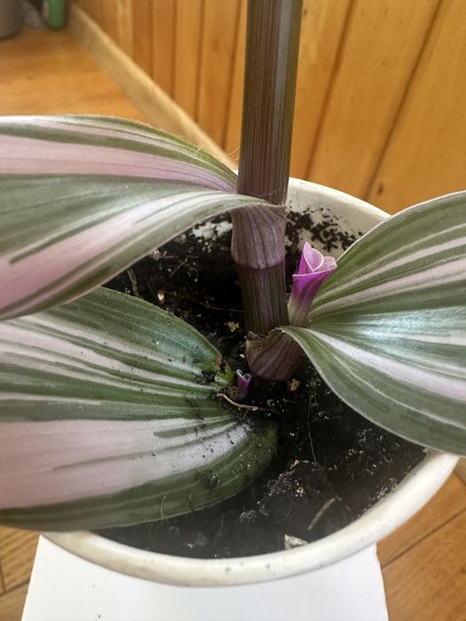 Традесканція нанук, каллізія, заміокулькас