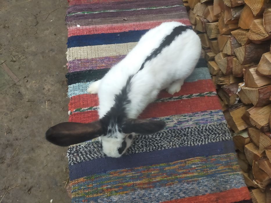 Кролі на плем'я Строкачі. Кролики, молодняк,кітні самки, робочі самці