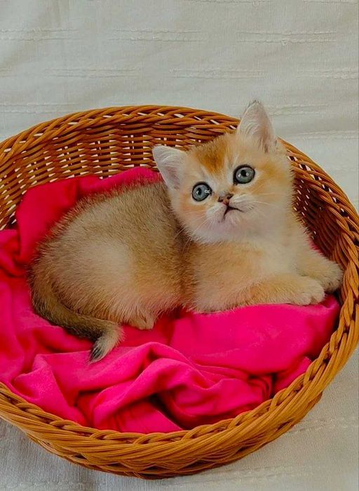 Шотландские котята (ЗОЛОТАЯ ШИНШИЛЛА)