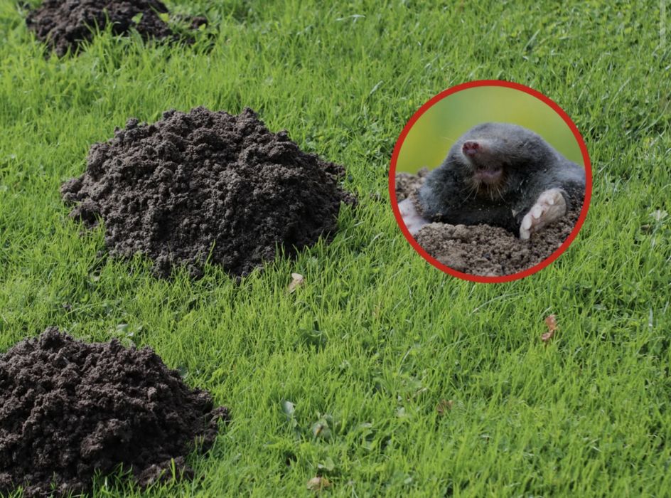 Deretyzacja Dezynsekcja Pluskwy Prusaki Komary Odgrzybianie Ozonowanie