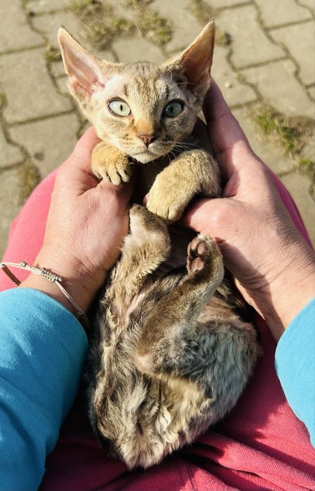 Slodki kocurek Devon Rex
