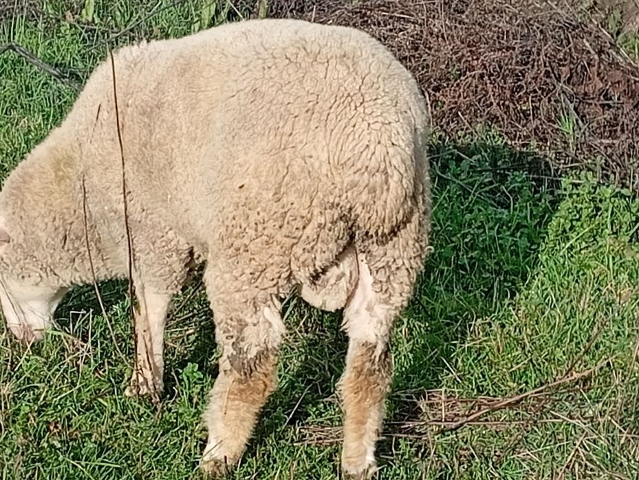 Disponível para venda dois borregos