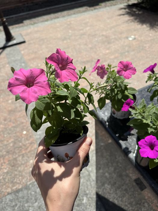 Петунія петуния петунья