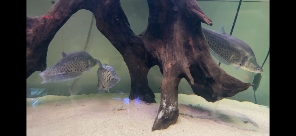 ~42cm Chitala blanci / Royal knifefish / Peixe faca Real