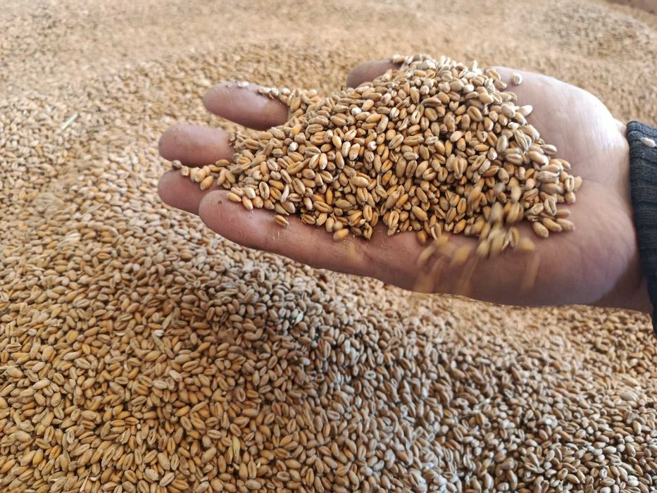 Продам пшеницю урожай 2025 року.