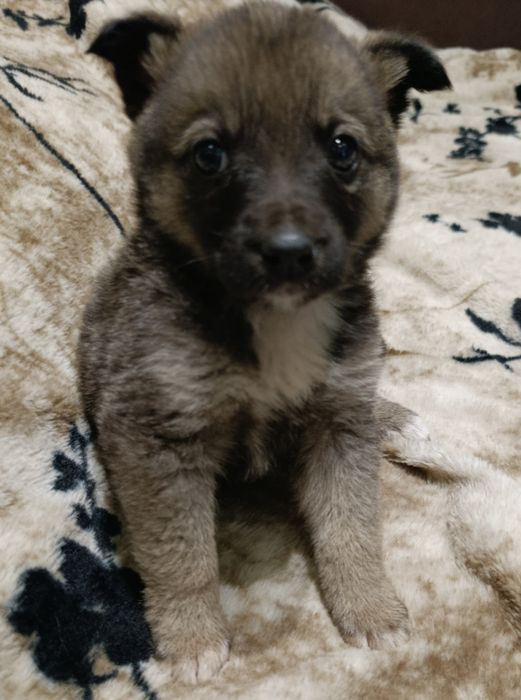 Віддам в добрі руки