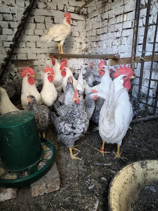 Півні, породи Легорн та Бірківська барвиста.