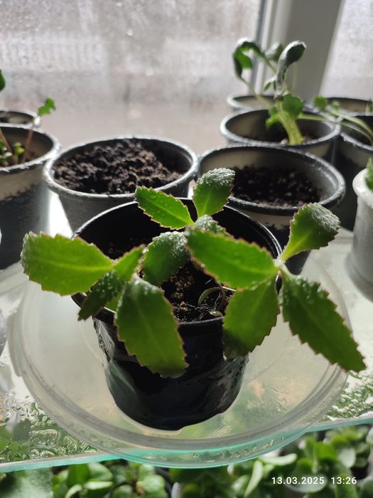 Кімнатні рослини