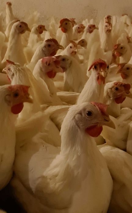 Kury Nioski Leghorny Leghorn 23 tyg z jajkiem