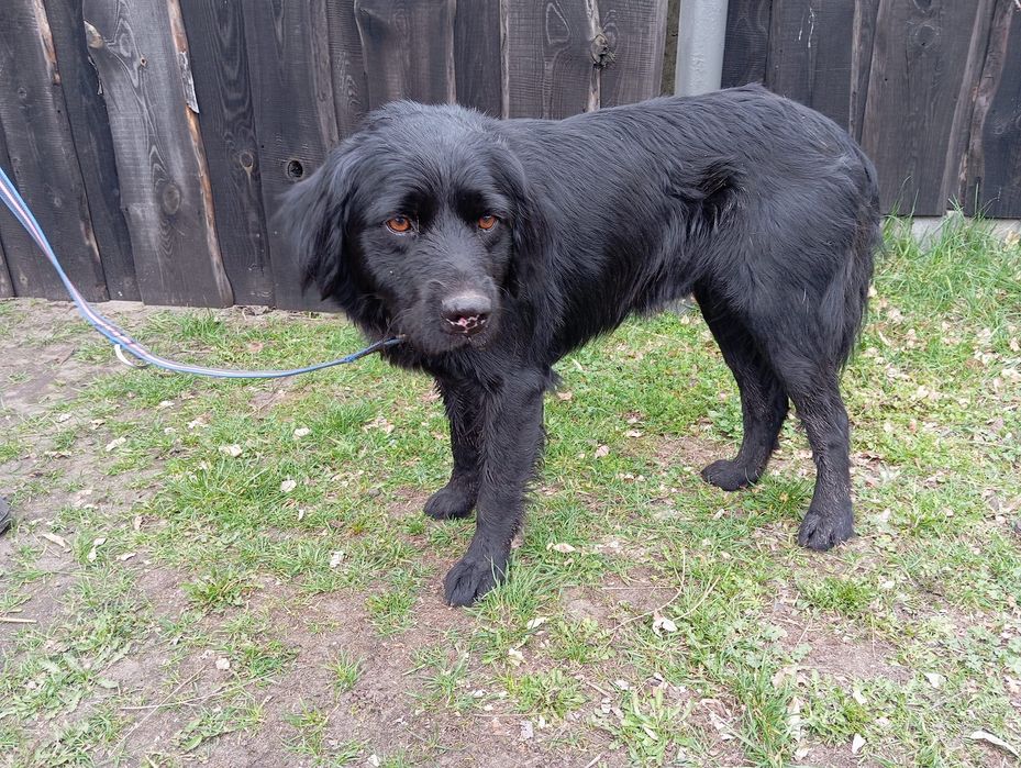 Znaleziono psa gmina wiskitki