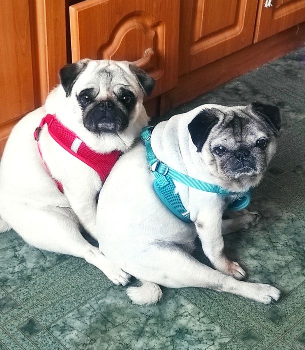 Индивидуальная домашняя передержка собак любых пород