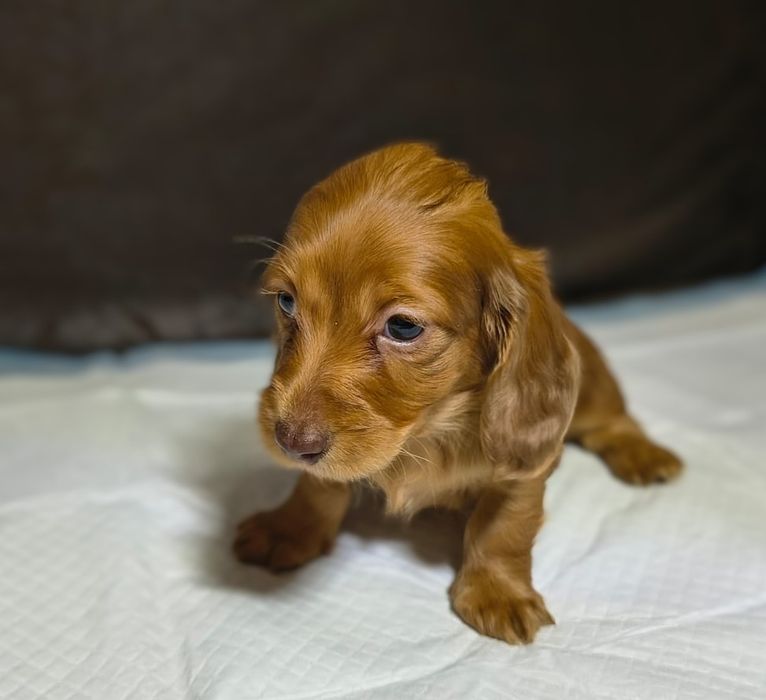 Jamnik długowłosy miniaturowy Dackel Dachshund