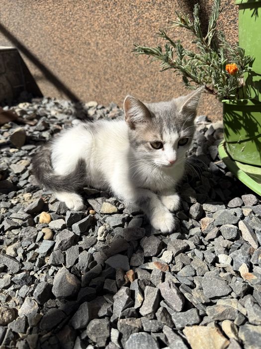 Британські котята