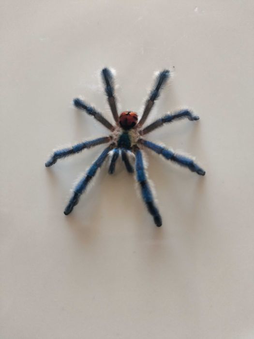 Typhochlaena seladonia