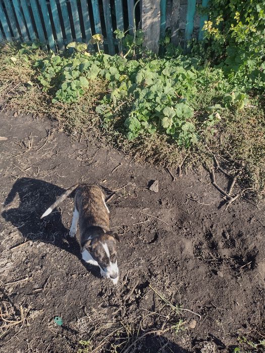 віддам цюценят в добрі руки