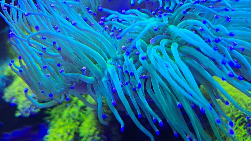 Vendo Vários Frag s de Corais Marinhos