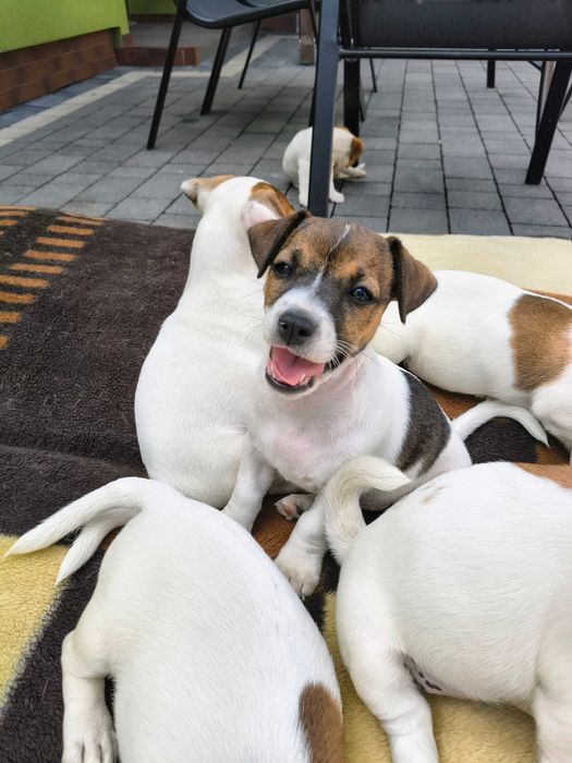 Jack Russell Terrier Suczka