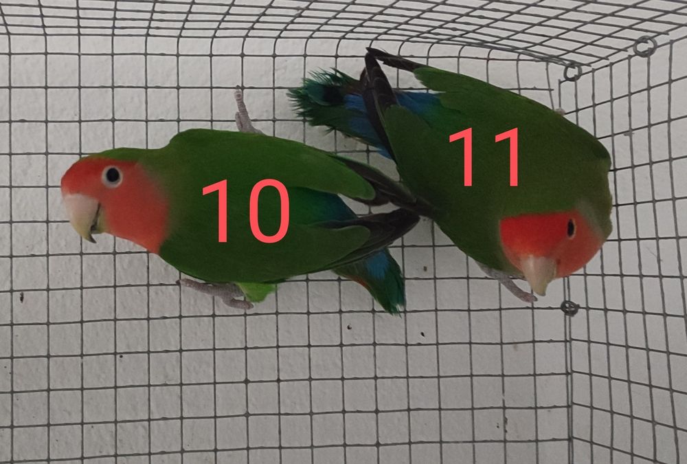 Aves Roseicollis adultos