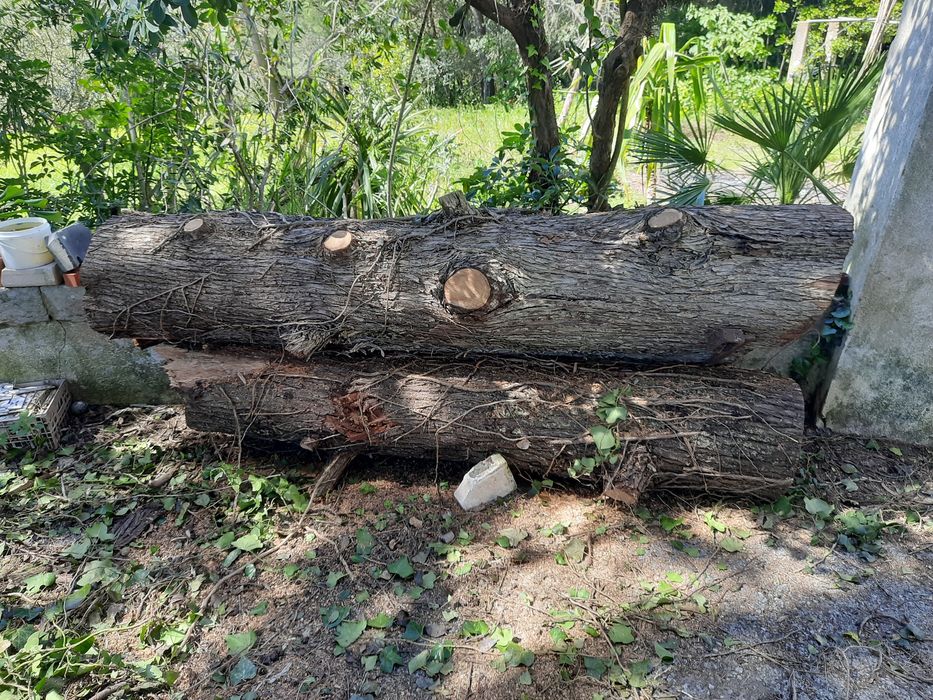 6x Troncos de cedro 3m comprimento