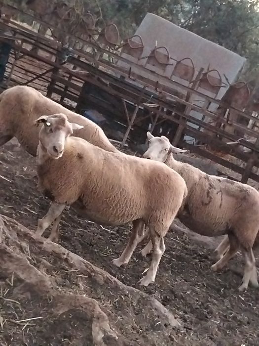 Vende se 57 ovinos