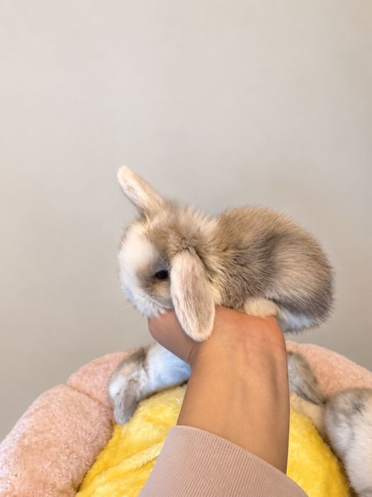 Królik Mini Lop