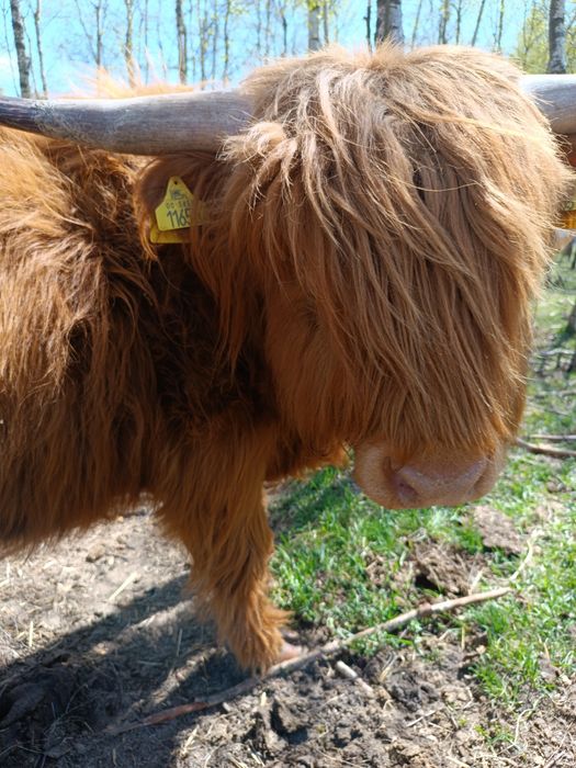 Byk Highland cattle, dwuletni, dorodny, spokojny byczek